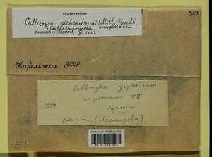 Calliergon richardsonii (Mitt.) Kindb. ex G. Roth, Bryophytes, Bryophytes - Karelia, Leningrad & Murmansk Oblasts (B4) (Russia)