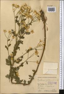 Tanacetum partheniifolium (Willd.) Sch. Bip., Middle Asia, Pamir & Pamiro-Alai (M2) (Uzbekistan)