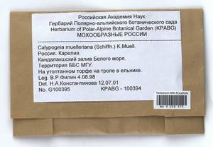 Calypogeia muelleriana (Schiffn.) Müll. Frib., Bryophytes, Bryophytes - Karelia, Leningrad & Murmansk Oblasts (B4) (Russia)