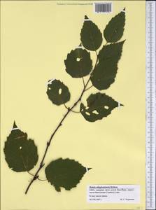 Betula alleghaniensis Britton, America (AMER) (United States)