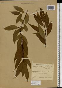 Salix × rubens Schrank, Eastern Europe, Moscow region (E4a) (Russia)