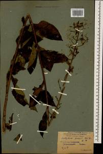 Lactuca prenanthoides (M. Bieb.), Caucasus, Krasnodar Krai & Adygea (K1a) (Russia)