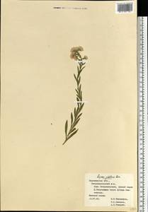 Erigeron podolicus Besser, Eastern Europe, Central forest-and-steppe region (E6) (Russia)