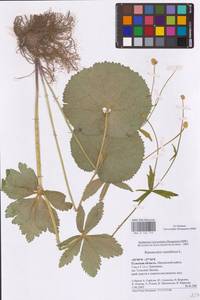 Ranunculus cassubicus L., Eastern Europe, Central region (E4) (Russia)
