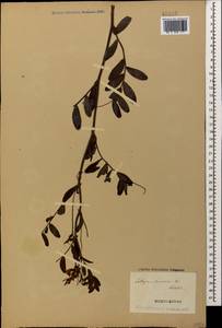 Lathyrus incurvus (Roth)Willd., Caucasus, Georgia (K4) (Georgia)