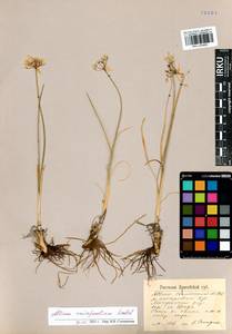 Allium anisopodium Ledeb., Siberia, Altai & Sayany Mountains (S2) (Russia)