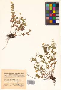 Potentilla erecta (L.) Raeusch., Eastern Europe, Middle Volga region (E8) (Russia)