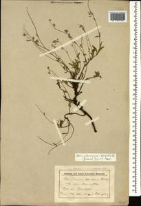 Helianthemum orientale (Grosser) Juz. & Pozdeeva, Caucasus, Stavropol Krai, Karachay-Cherkessia & Kabardino-Balkaria (K1b) (Russia)