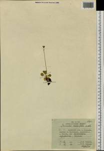 Primula cuneifolia Ledeb., Siberia, Russian Far East (S6) (Russia)