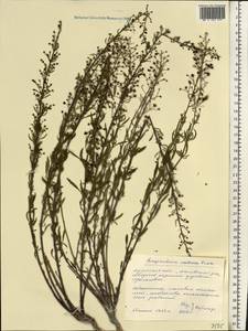 Scrophularia cretacea Fisch., Eastern Europe, North Ukrainian region (E11) (Ukraine)