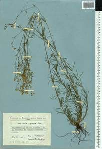 Galium glaucum subsp. glaucum, Eastern Europe, Moldova (E13a) (Moldova)