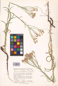 Jurinea multiflora (L.) B. Fedtsch., Eastern Europe, Lower Volga region (E9) (Russia)