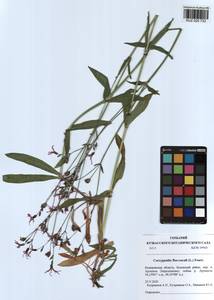 Silene flos-cuculi (L.) Greuter & Burdet, Siberia, Altai & Sayany Mountains (S2) (Russia)