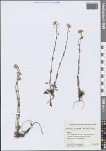 Noccaea praecox (Wulfen) F.K.Mey., Crimea (KRYM) (Russia)