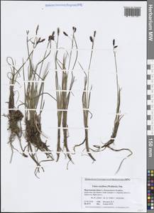 Carex rariflora (Wahlenb.) Sm., Eastern Europe, Northern region (E1) (Russia)