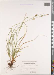 Carex depauperata Curtis ex Stokes, Caucasus, Krasnodar Krai & Adygea (K1a) (Russia)