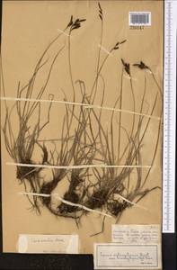 Carex orbicularis Boott, Middle Asia, Dzungarian Alatau & Tarbagatai (M5) (Kazakhstan)