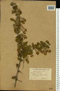 Berberis vulgaris L., Eastern Europe, Lower Volga region (E9) (Russia)