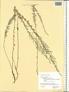 Artemisia austriaca Jacq., Eastern Europe, Central region (E4) (Russia)