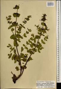 Nepeta lophanthus (L.) Fisch. ex Loew, Mongolia (MONG) (Mongolia)