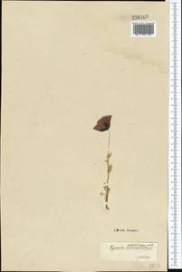 Papaver arenarium M. Bieb., Middle Asia, Karakum (M6) (Turkmenistan)