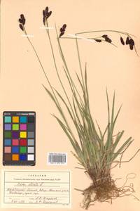 Carex aterrima Hoppe, Siberia, Chukotka & Kamchatka (S7) (Russia)