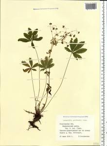 Potentilla thuringiaca Bernh. ex Link, Eastern Europe, Northern region (E1) (Russia)