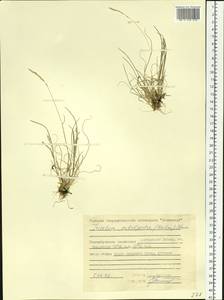 Koeleria subalpestris (Hartm.) Barberá, Quintanar, Soreng & P.M.Peterson, Siberia, Central Siberia (S3) (Russia)