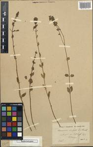 Clinopodium congestum (Boiss. & Hausskn.) Kuntze, South Asia, South Asia (Asia outside ex-Soviet states and Mongolia) (ASIA) (Turkey)