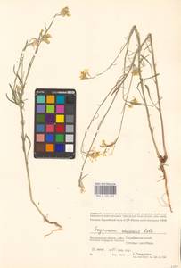Erysimum diffusum Ehrh., Eastern Europe, Lower Volga region (E9) (Russia)