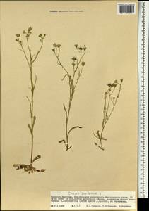 Crepis tectorum L., Mongolia (MONG) (Mongolia)