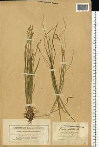 Carex brunnescens (Pers.) Poir., Eastern Europe, Latvia (E2b) (Latvia)