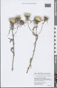 Carlina biebersteinii Bernh. ex Hornem., Eastern Europe, Eastern region (E10) (Russia)