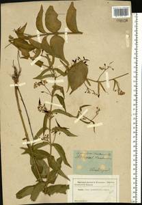Vincetoxicum hirundinaria Medik., Eastern Europe, South Ukrainian region (E12) (Ukraine)