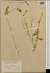 Sinapis alba subsp. dissecta (Lag.) Simonk., Caucasus (no precise locality) (K0)