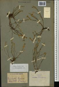 Dianthus bicolor Adams, Caucasus, Armenia (K5) (Armenia)