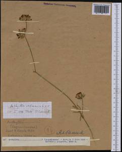 Anthyllis vulneraria L., Western Europe (EUR) (Albania)