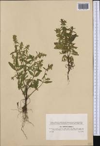 Stachys annua (L.) L., Western Europe (EUR) (Czech Republic)