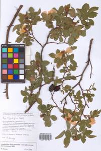 Rosa corymbifera Borkh., Eastern Europe, Lower Volga region (E9) (Russia)