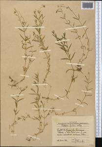 Stellaria brachypetala Bunge, Middle Asia, Western Tian Shan & Karatau (M3) (Uzbekistan)