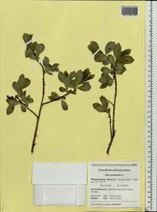 Salix pentandra L., Eastern Europe, Northern region (E1) (Russia)