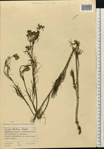 Seseli strictum Ledeb., Siberia, Western Siberia (S1) (Russia)