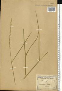 Thinopyrum intermedium (Host) Barkworth & D.R.Dewey, Eastern Europe, South Ukrainian region (E12) (Ukraine)