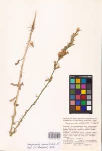 Campanula rapunculus L., Eastern Europe, Lower Volga region (E9) (Russia)