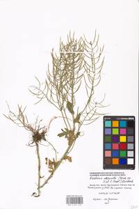 Barbarea vulgaris W. T. Aiton, Eastern Europe, Moscow region (E4a) (Russia)