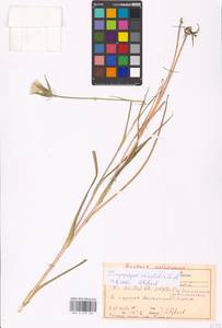 Tragopogon orientalis L., Eastern Europe, Moscow region (E4a) (Russia)