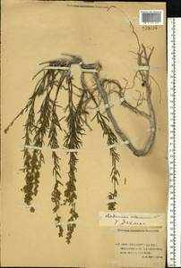 Artemisia salsoloides Willd., Eastern Europe, Lower Volga region (E9) (Russia)