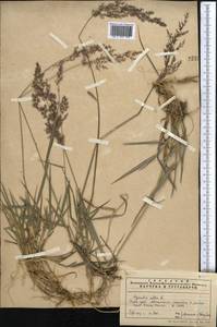Agrostis, Middle Asia, Pamir & Pamiro-Alai (M2) (Uzbekistan)
