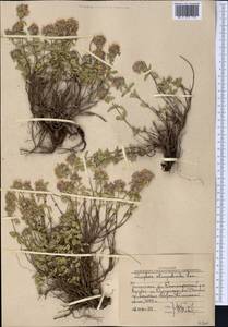 Ziziphora clinopodioides Lam., Middle Asia, Western Tian Shan & Karatau (M3) (Uzbekistan)
