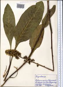 Ligularia macrophylla (Ledeb.) DC., Middle Asia, Northern & Central Tian Shan (M4) (Kyrgyzstan)